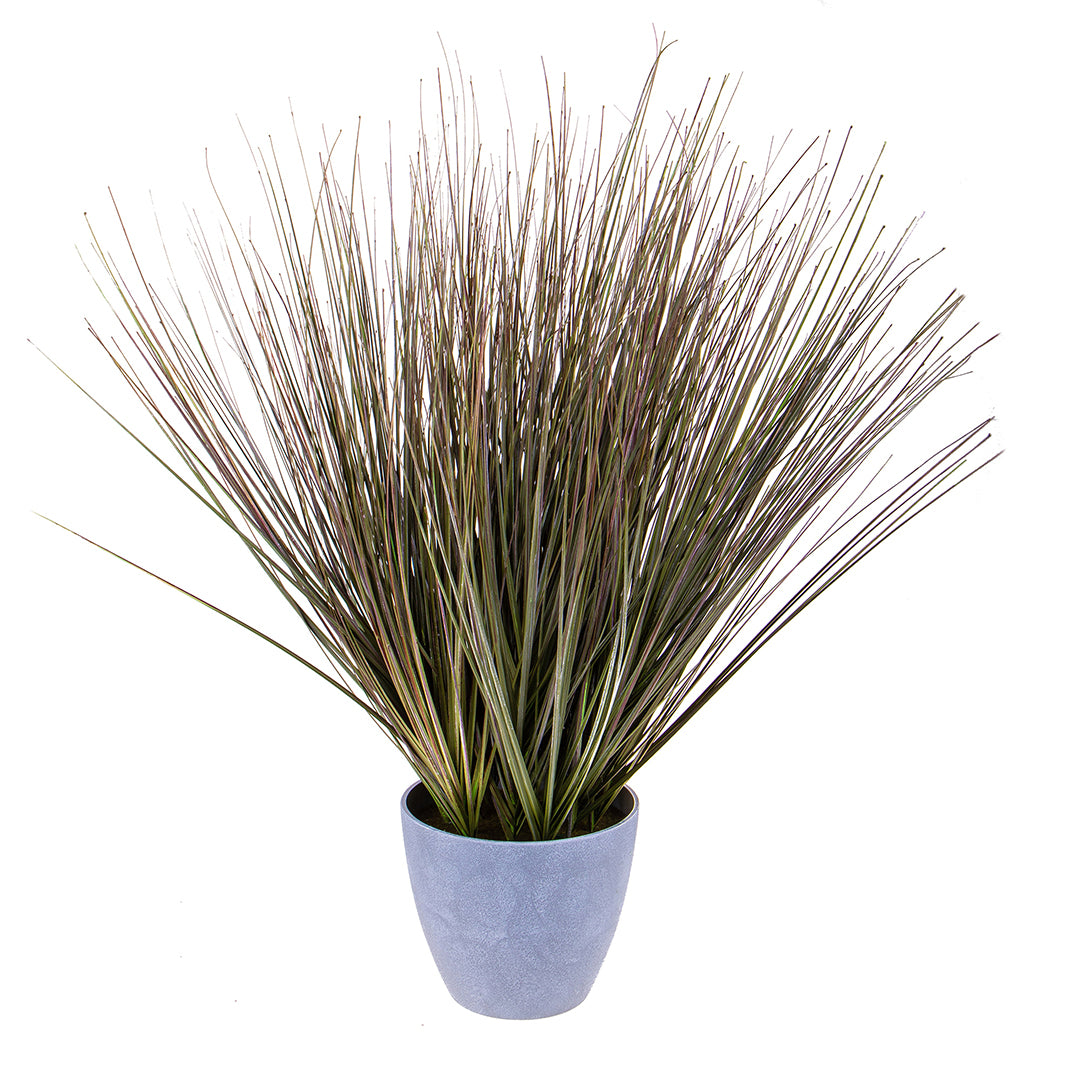 Pianta di beargrass in vaso • 78 cm