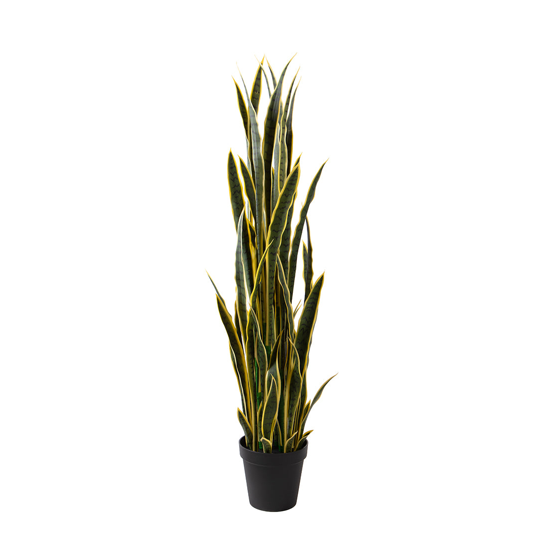 Sansevieria 12 foglie con Vaso • 148 cm