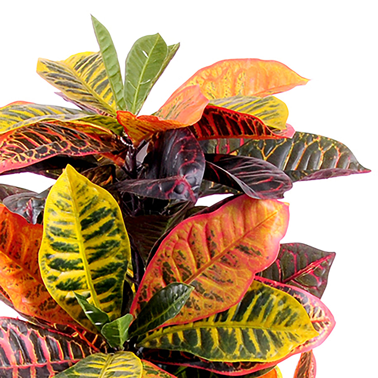 Verde artificiale Croton vaso 136 foglie • 100 cm
