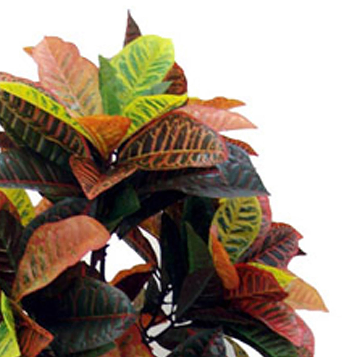 Verde artificiale Croton con vaso • 160 cm
