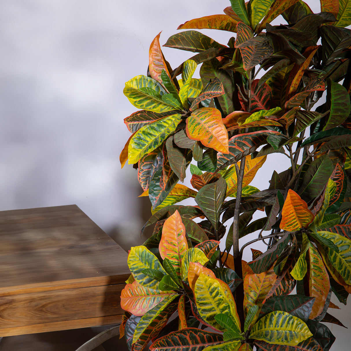 Verde artificiale Croton con vaso • 160 cm