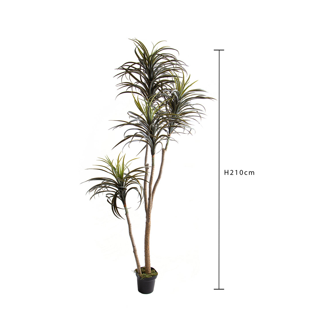Verde artificiale Nolina artificiale recurvata • 210 cm