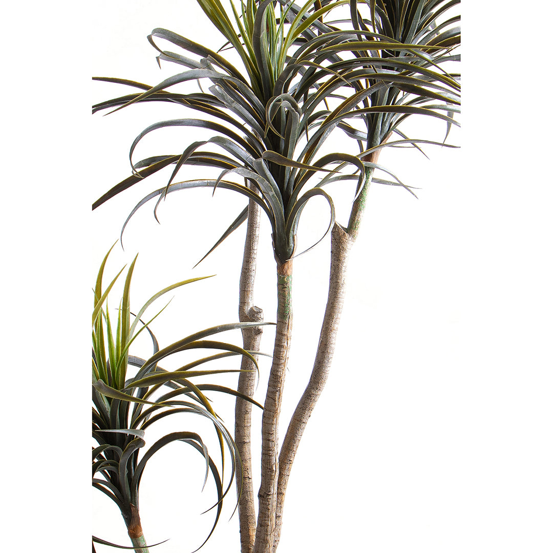 Verde artificiale Nolina artificiale recurvata • 210 cm