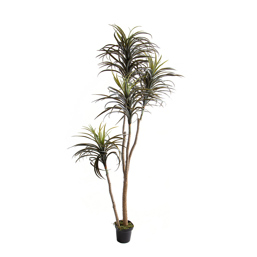 Verde artificiale Nolina artificiale recurvata • 210 cm