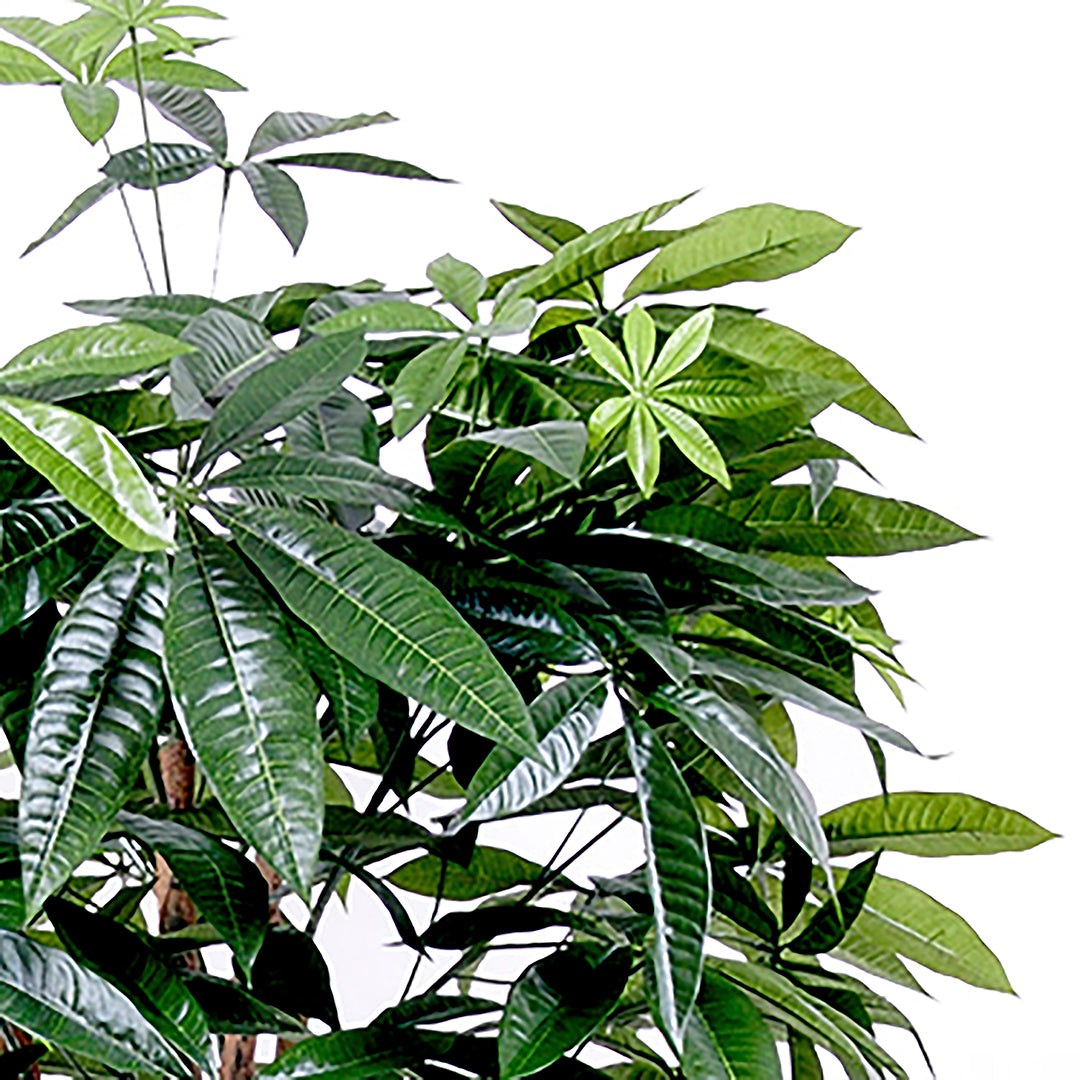Verde artificiale Pachira 469 foglie vaso • 155 cm