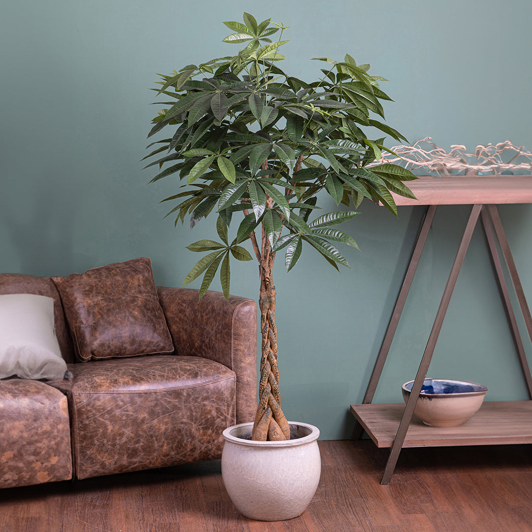 Verde artificiale Pachira 469 foglie vaso • 155 cm