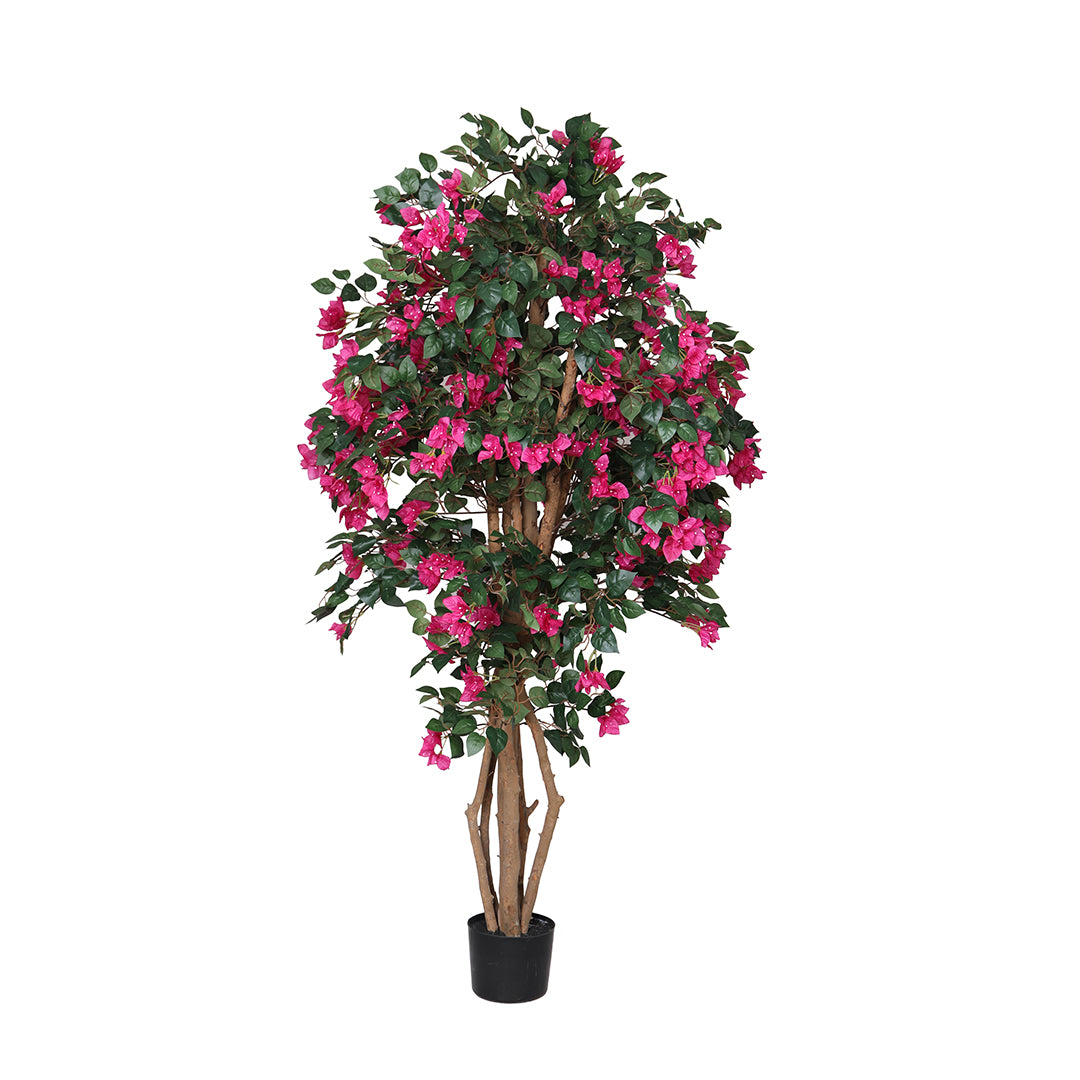 Bouganvillea 1680 foglie con Vaso • 180 cm