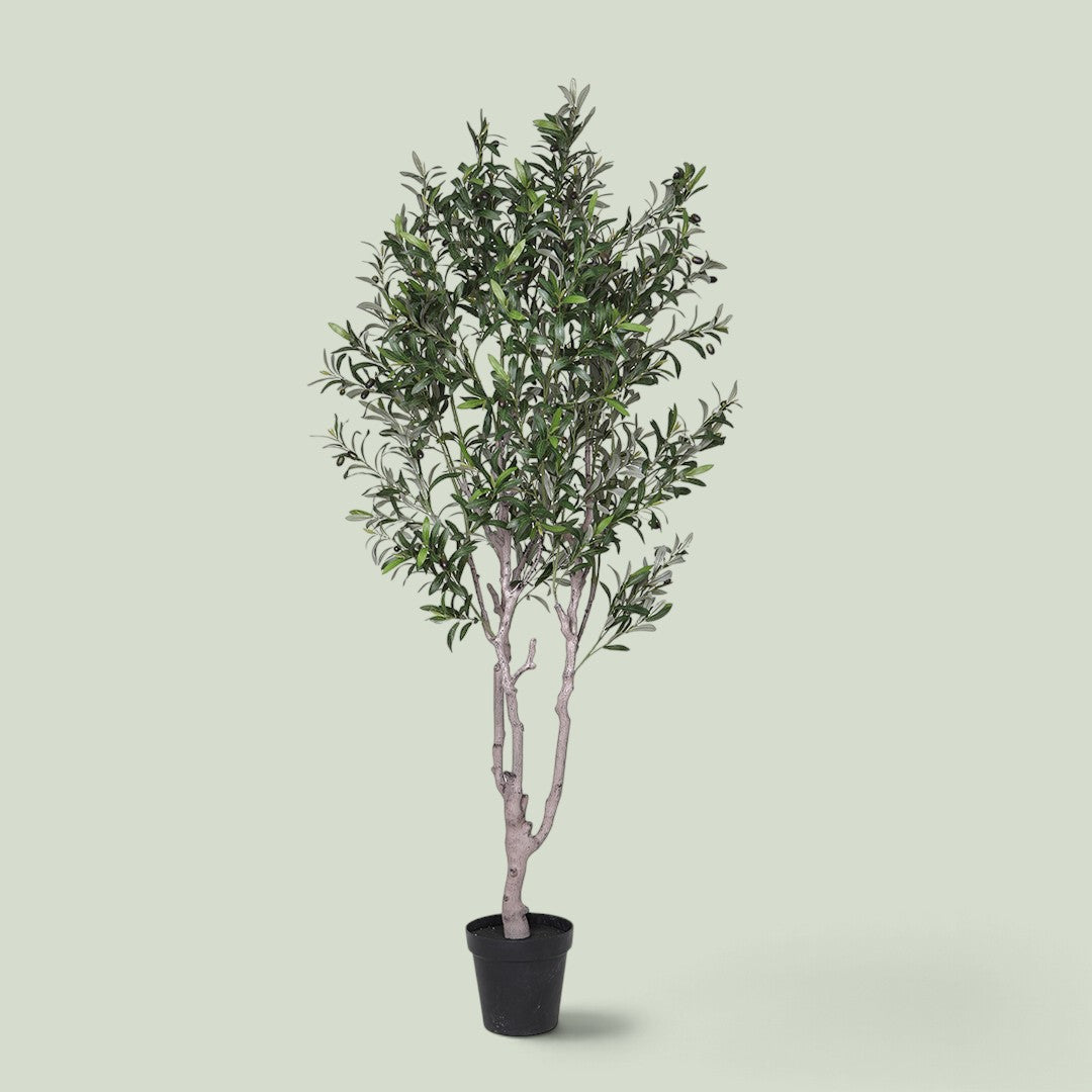 Olivo 1540 foglie con Vaso • 200 cm
