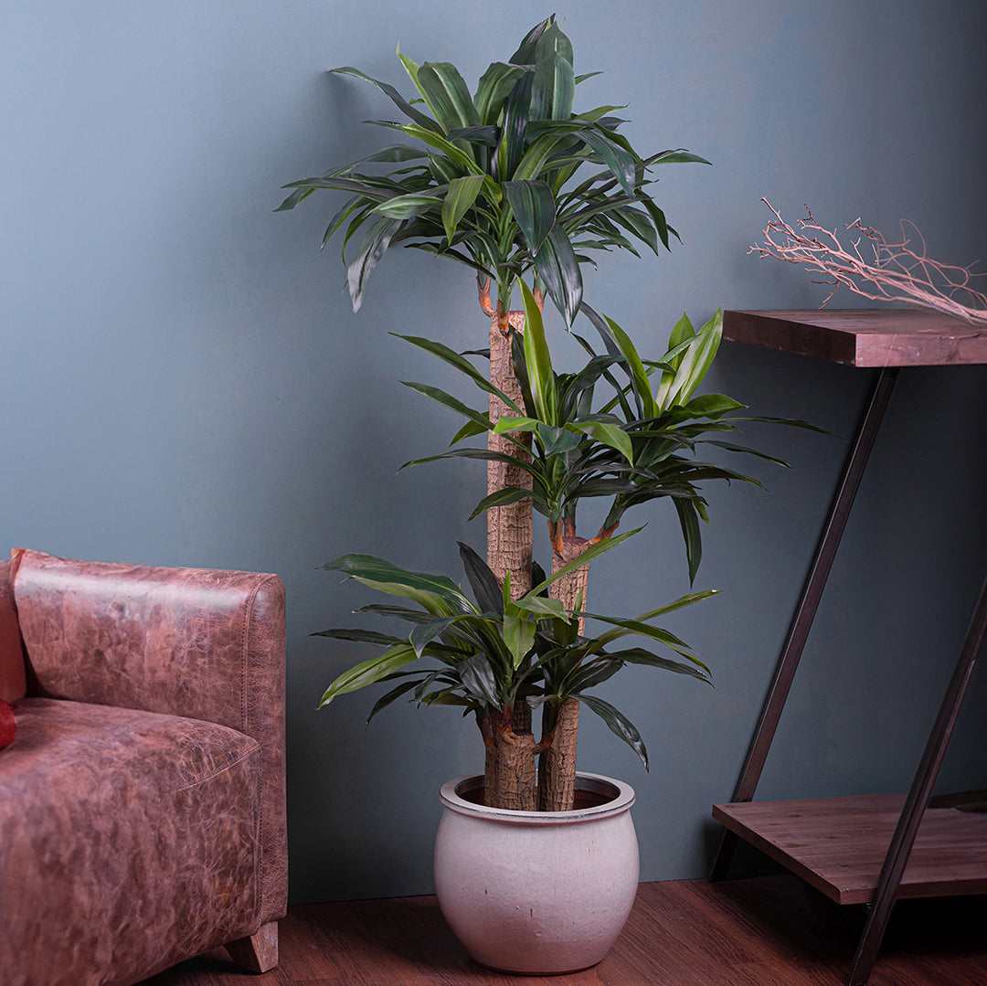 Tronco della felicità artificiale in vaso • 150 cm