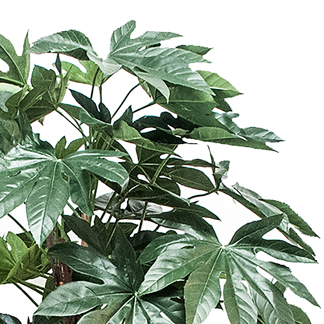 Verde artificiale Aralia composta da 60 foglie • 150 cm