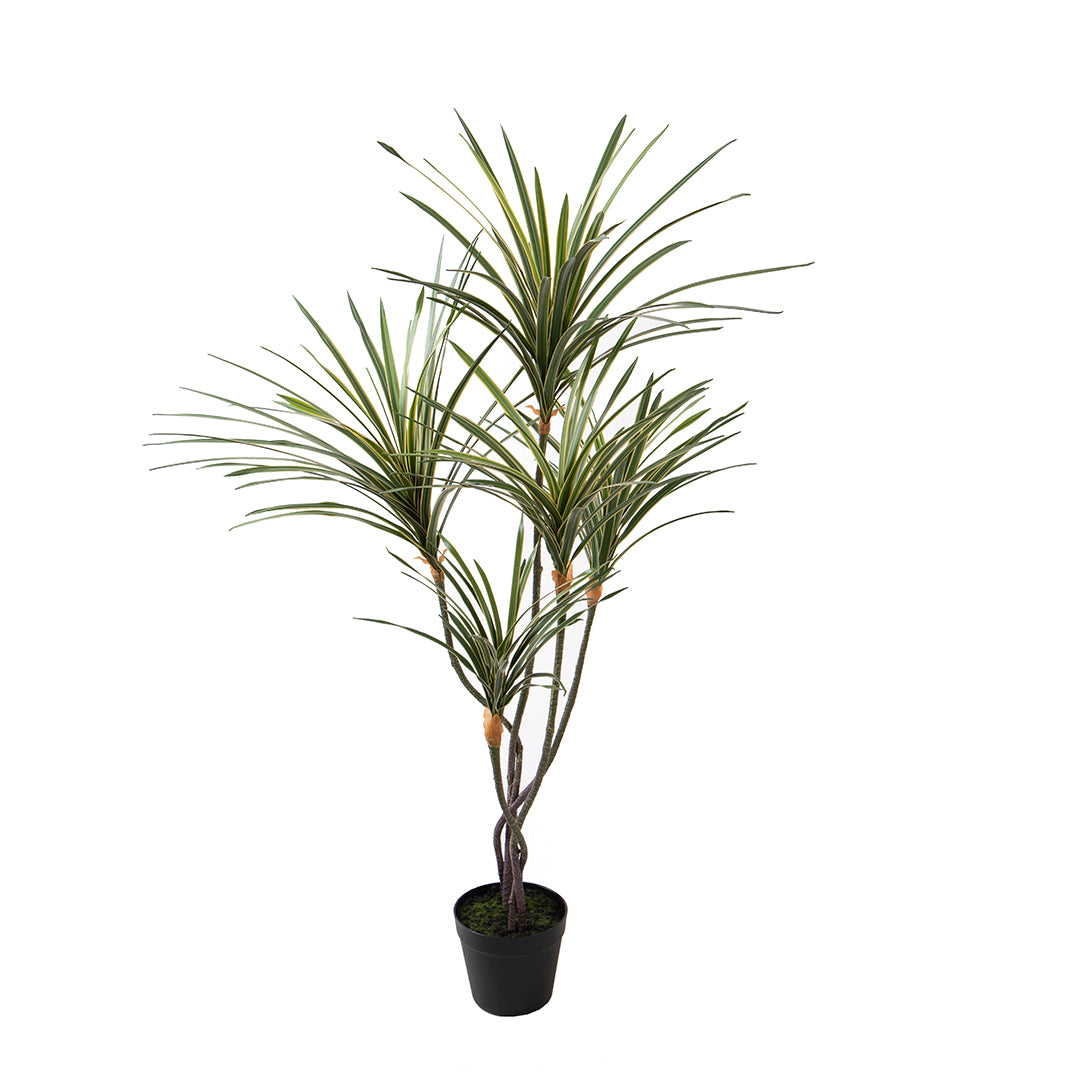 Yucca 145 foglie con Vaso • 110 cm