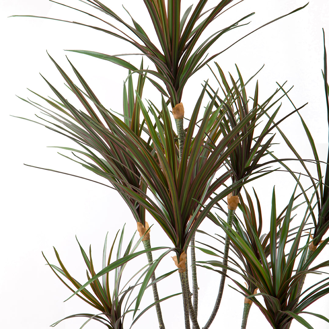 Yucca 145 foglie con Vaso • 110 cm