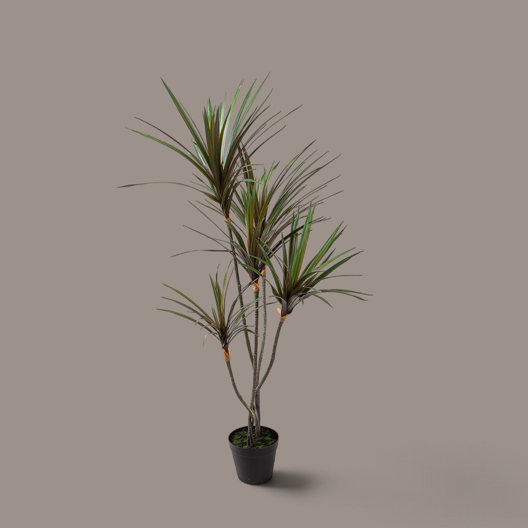2 Pezzi • Yucca 145 foglie con Vaso • 110 cm