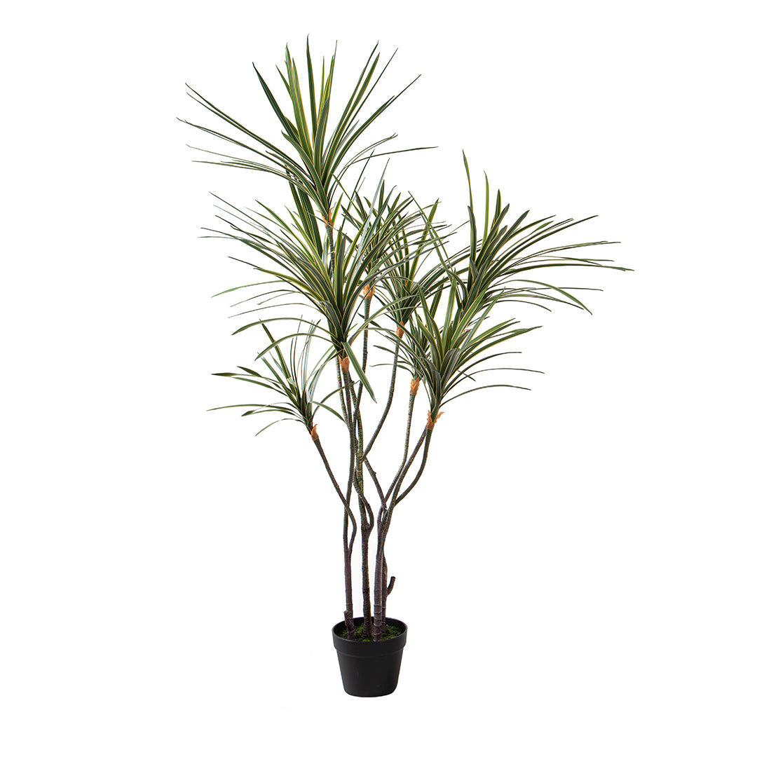 Yucca 261 foglie con Vaso • 150 cm