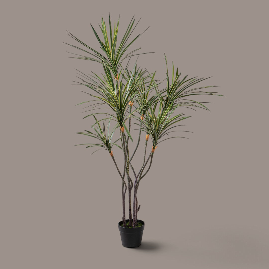 Yucca 261 foglie con Vaso • 150 cm
