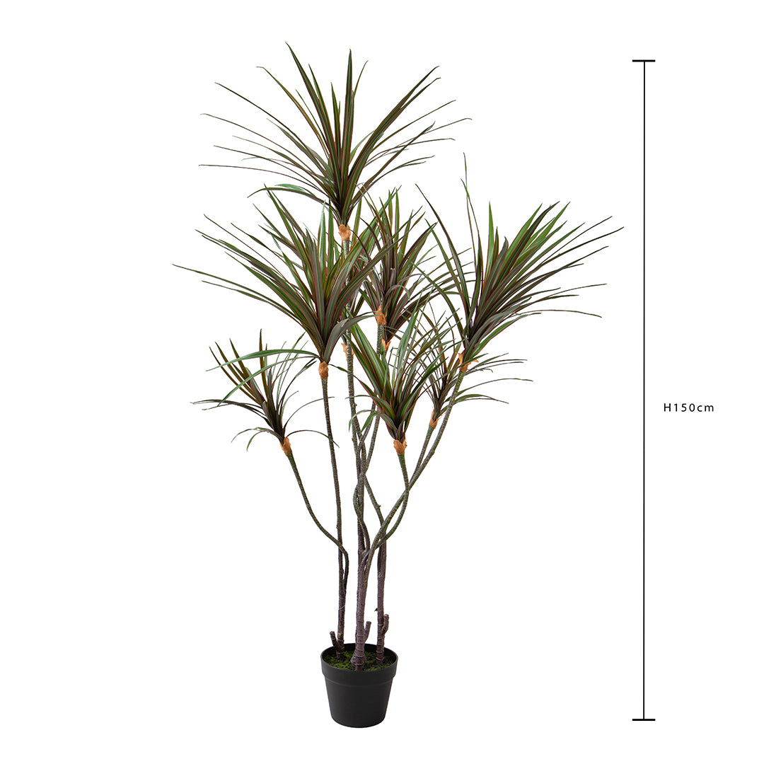 Yucca 261 foglie con Vaso • 150 cm