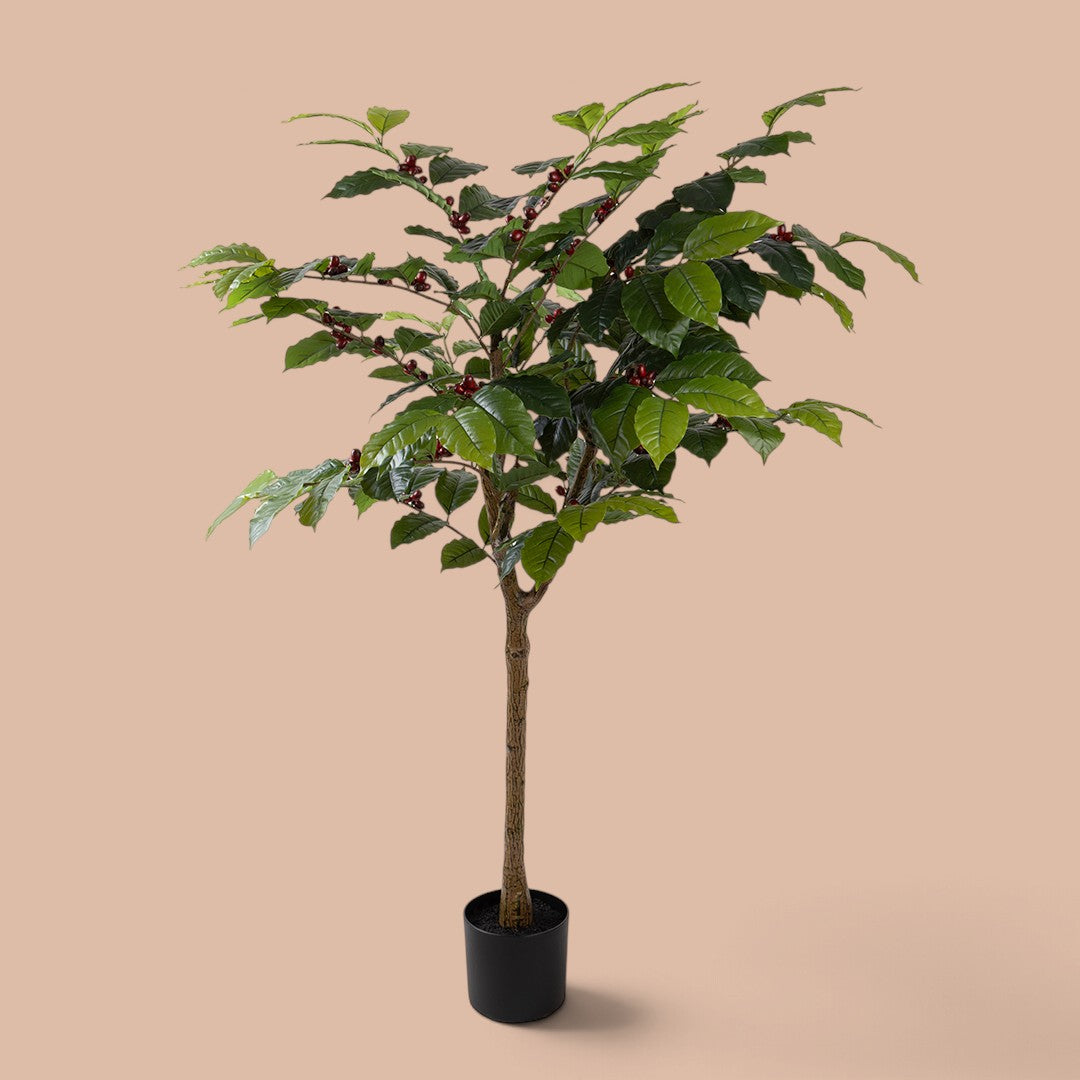 Pianta Caffe 196 F con Vaso R.Touch • 150cm