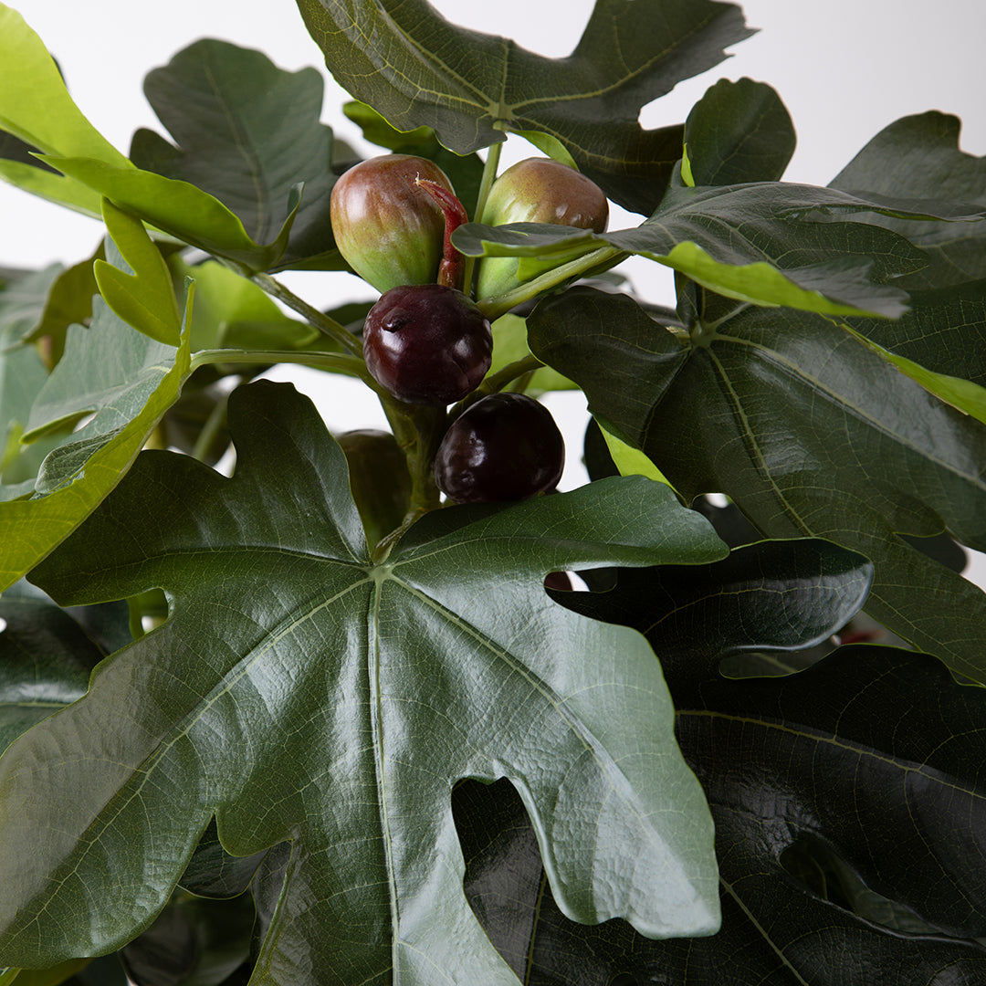 Fico con Fruit 45 foglie con Vaso Real • 140 cm