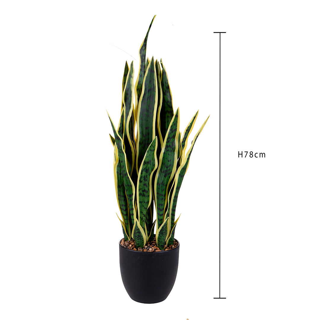 Sanseveria con vaso • 78 cm