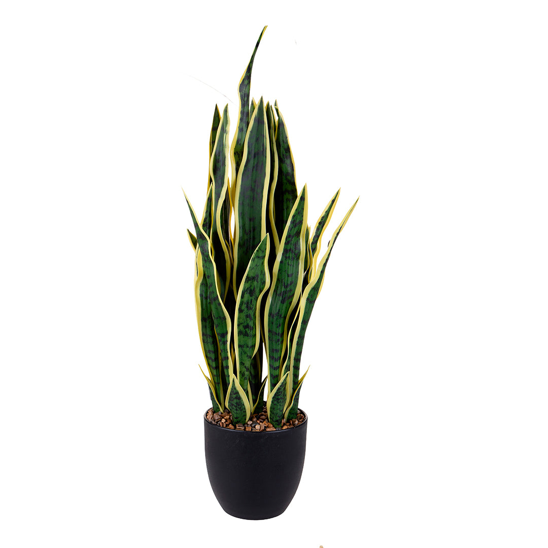 Sanseveria con vaso • 78 cm