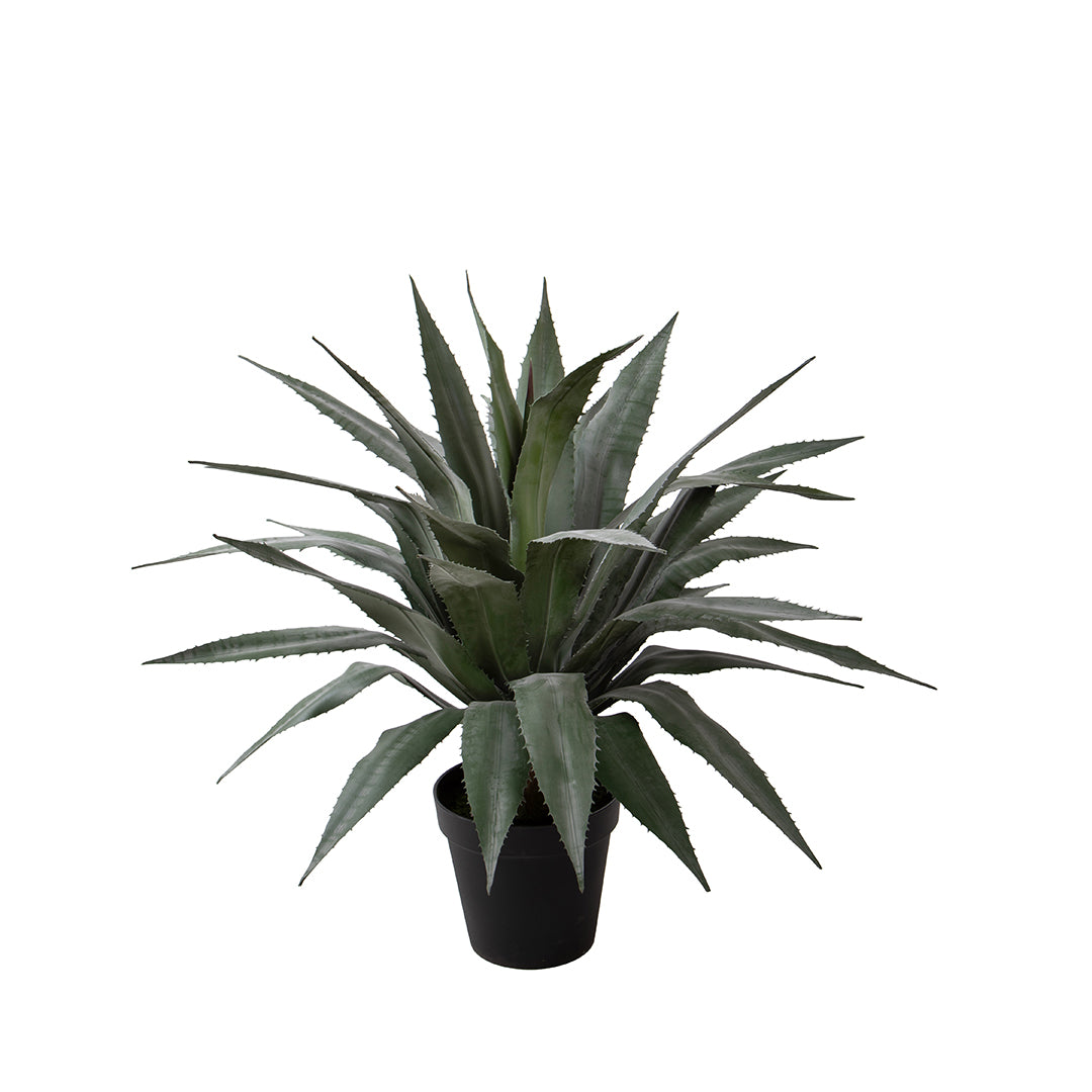 Agave 36 foglie con Vaso • 65 cm