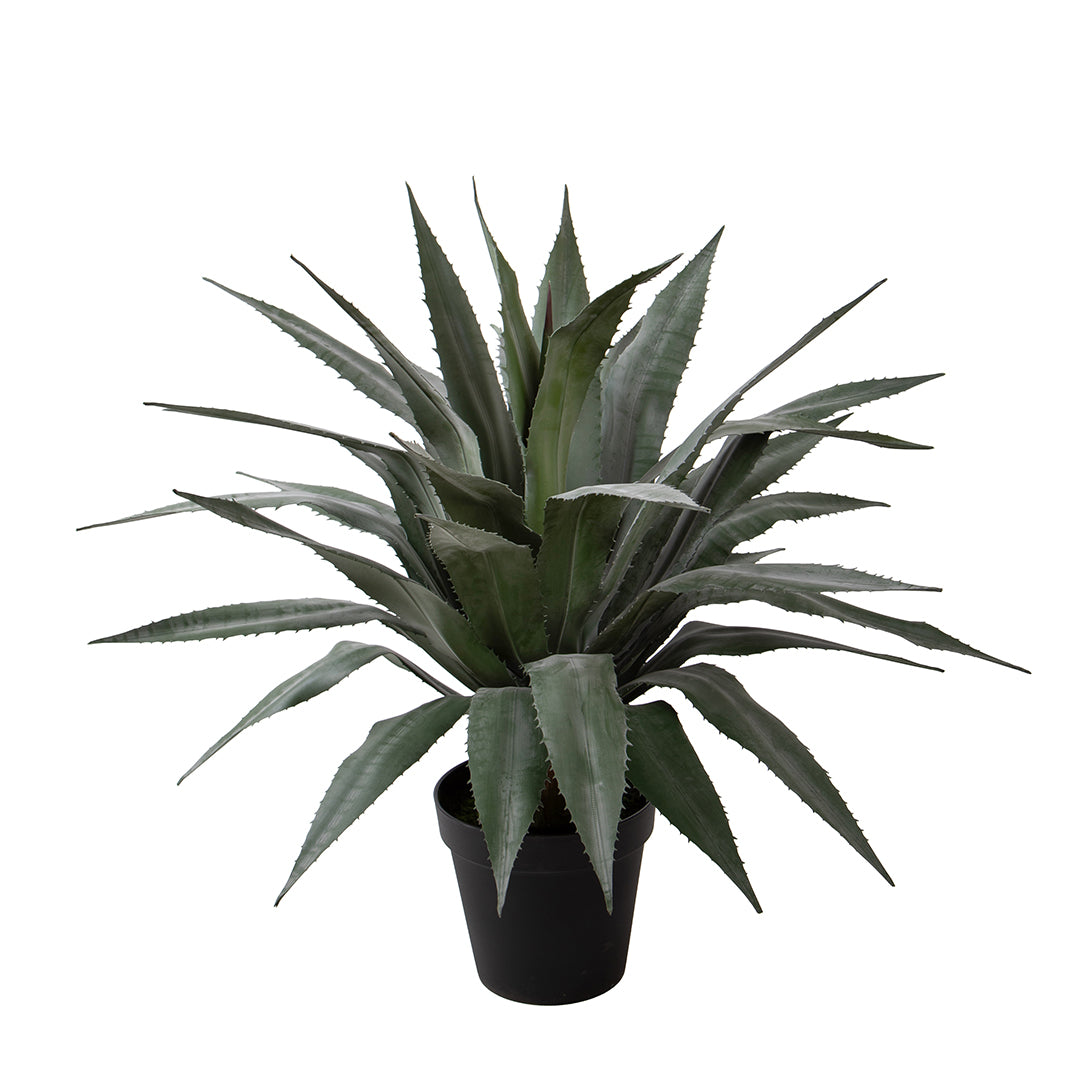 Agave 26 foglie con Vaso • 95 cm