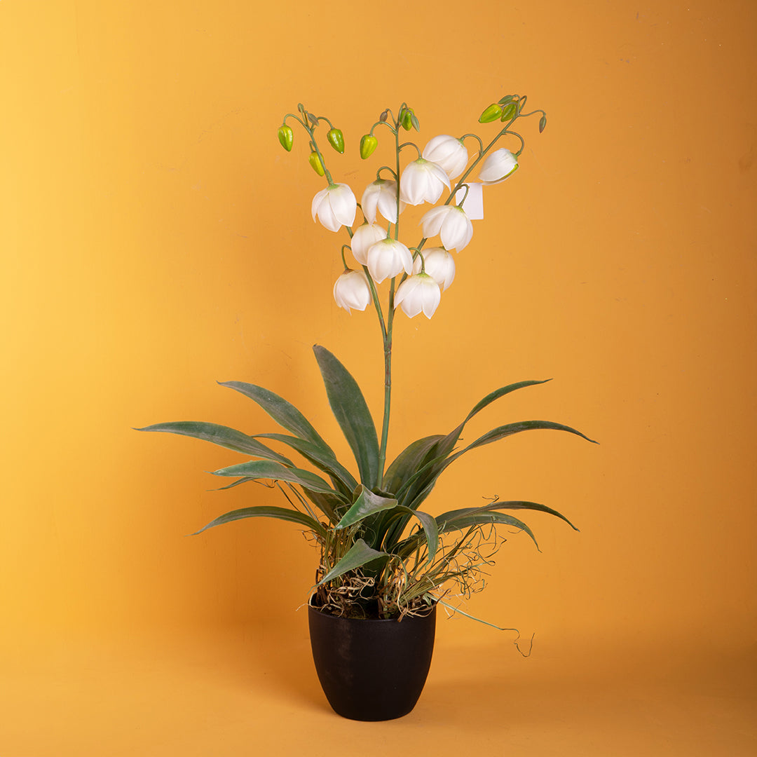 Yucca fiorita con vaso artificiale • 73 cm
