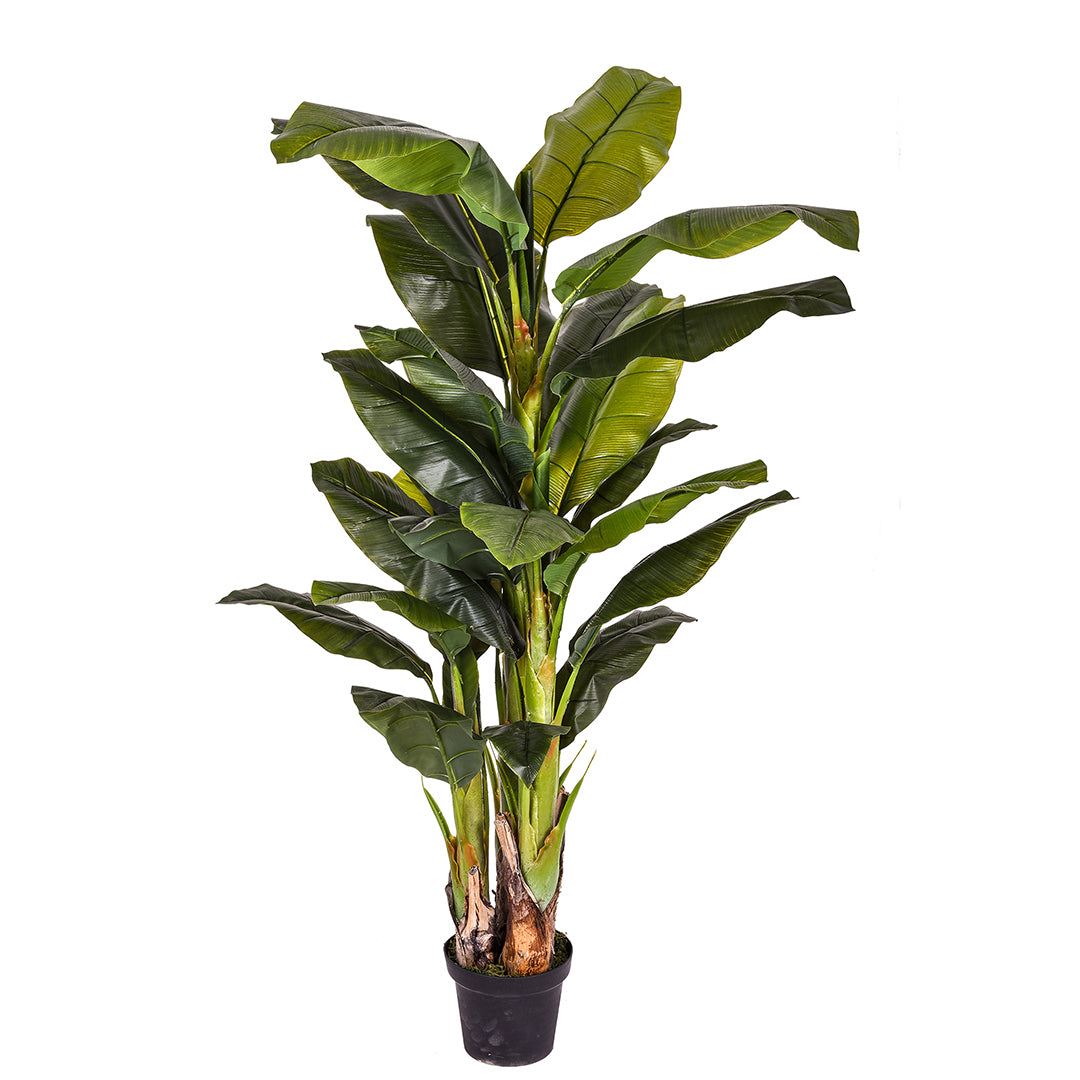 Verde artificiale Banana con vaso • 180 cm
