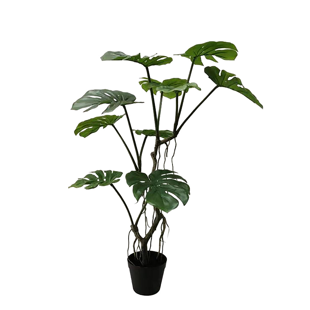 Monstera con Vaso 10 foglie • 90 cm