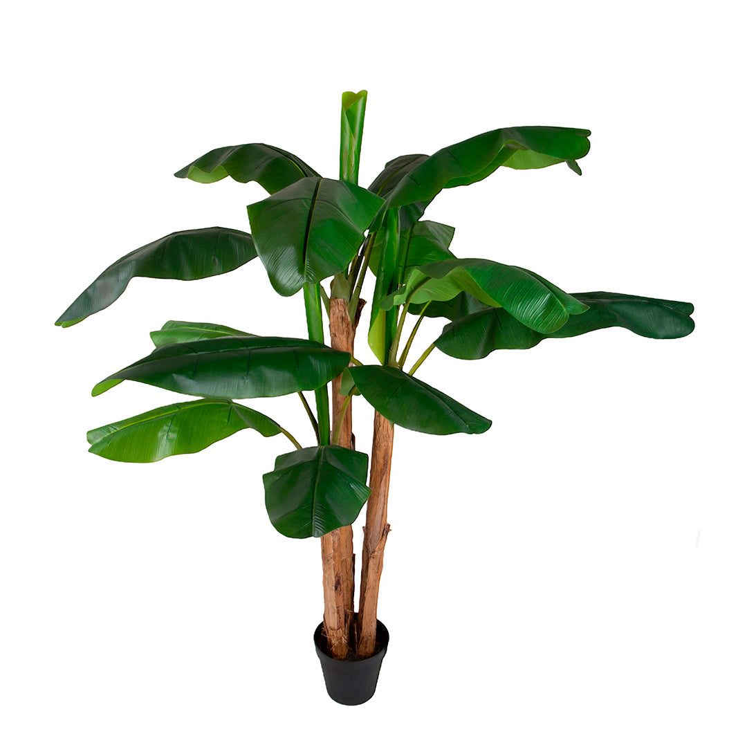 Verde artificiale Banano con vaso • 240 cm