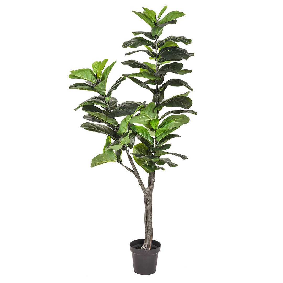 Verde artificiale Ficus lyrata con vaso • 175 cm