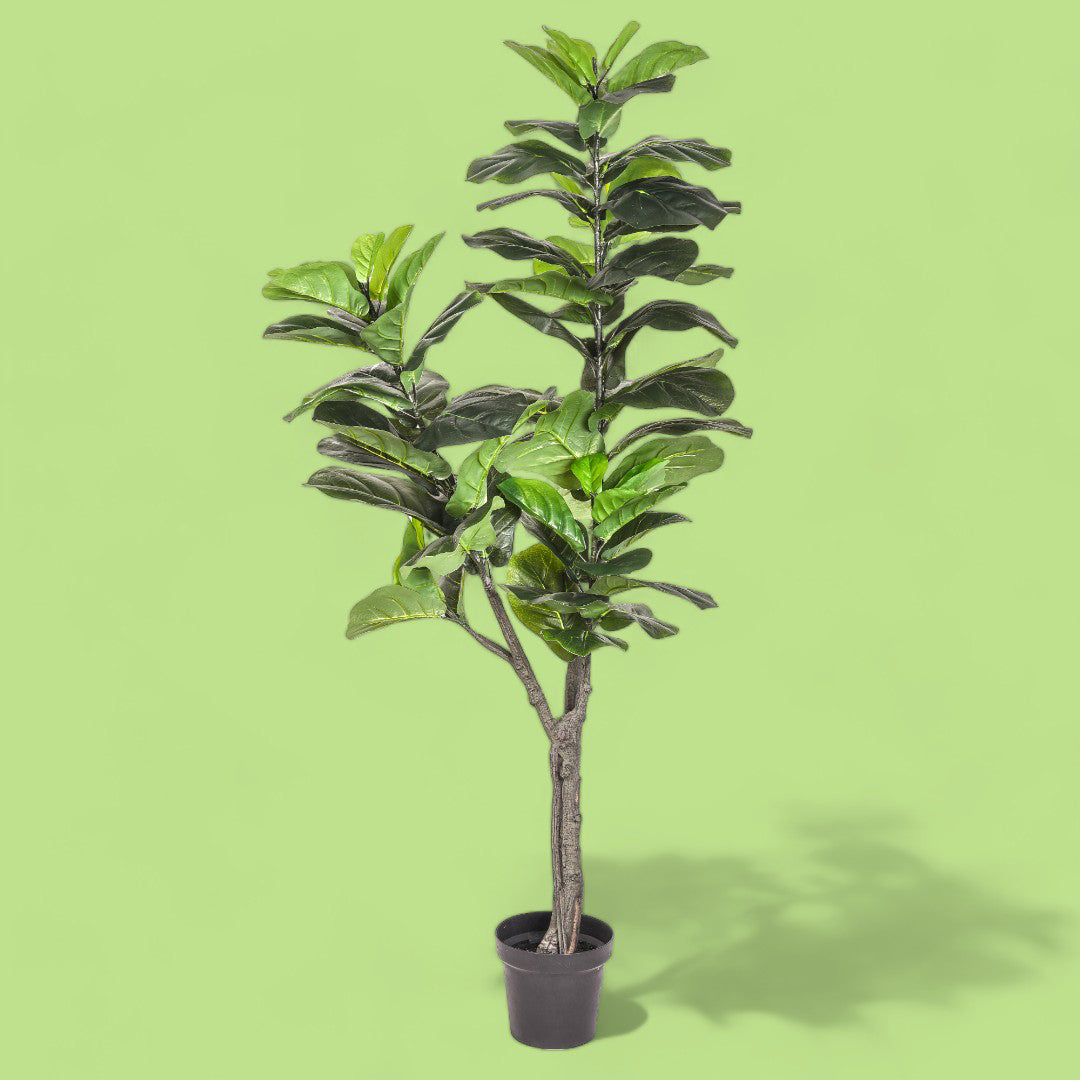 Verde artificiale Ficus lyrata con vaso • 175 cm