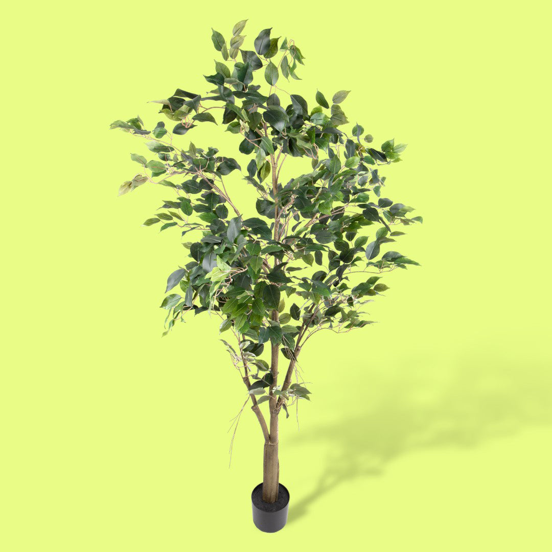 Verde artificiale Ficus con vaso • 183 cm
