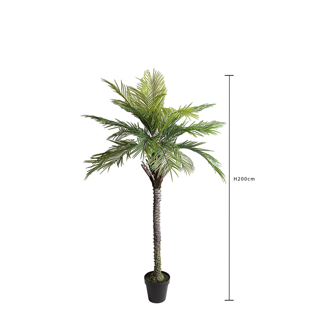 Verde artificiale Palma per 19 con vaso • 200 cm