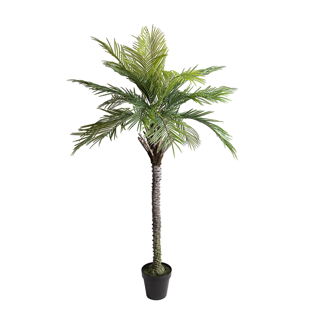 Verde artificiale Palma per 19 con vaso • 200 cm