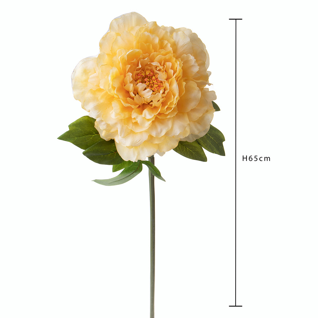 Peonia • 70 cm
