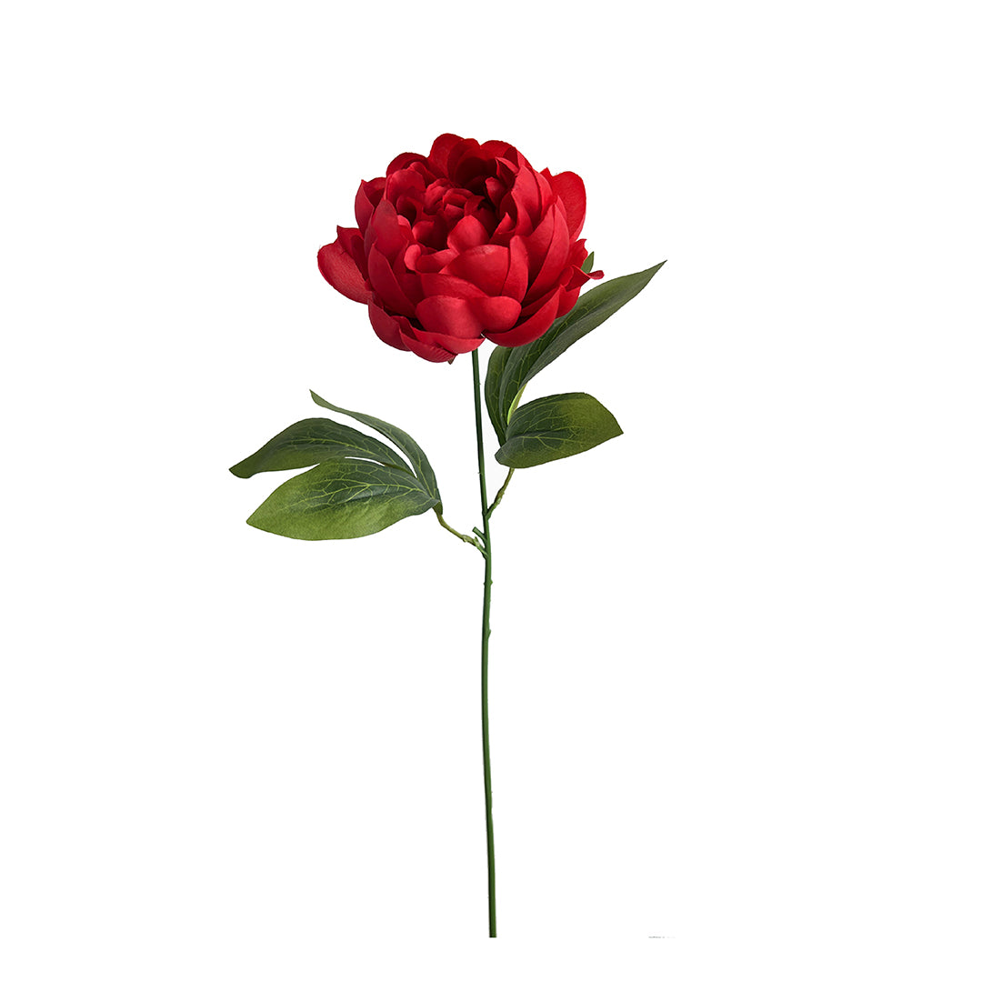 Peonia • 60 cm