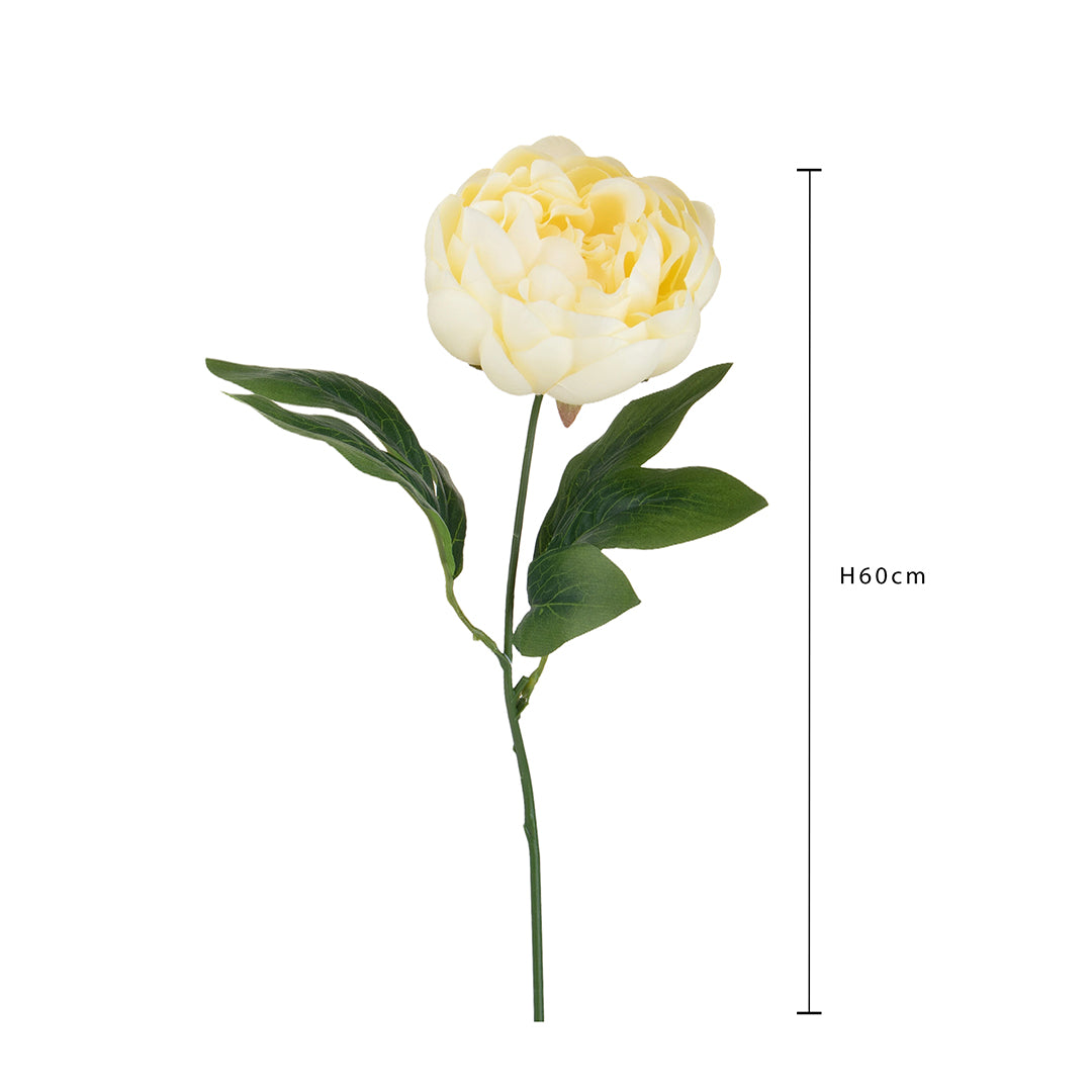 Peonia • 60 cm