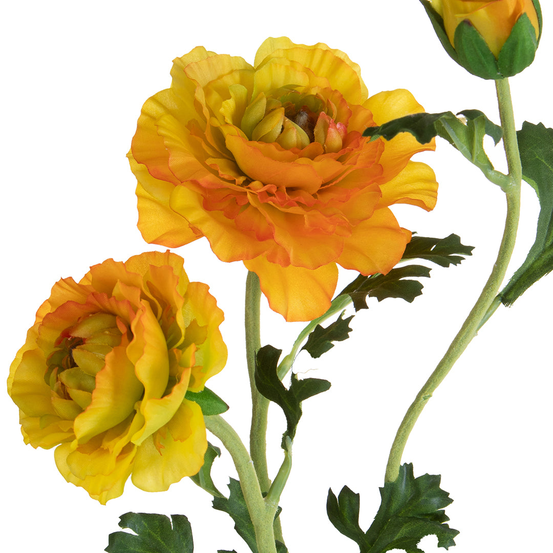 Ranuncolo per 3 fiori • 45 cm