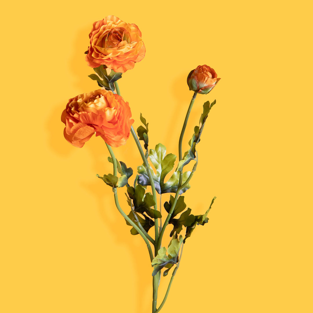 Ranuncolo per 3 fiori • 45 cm