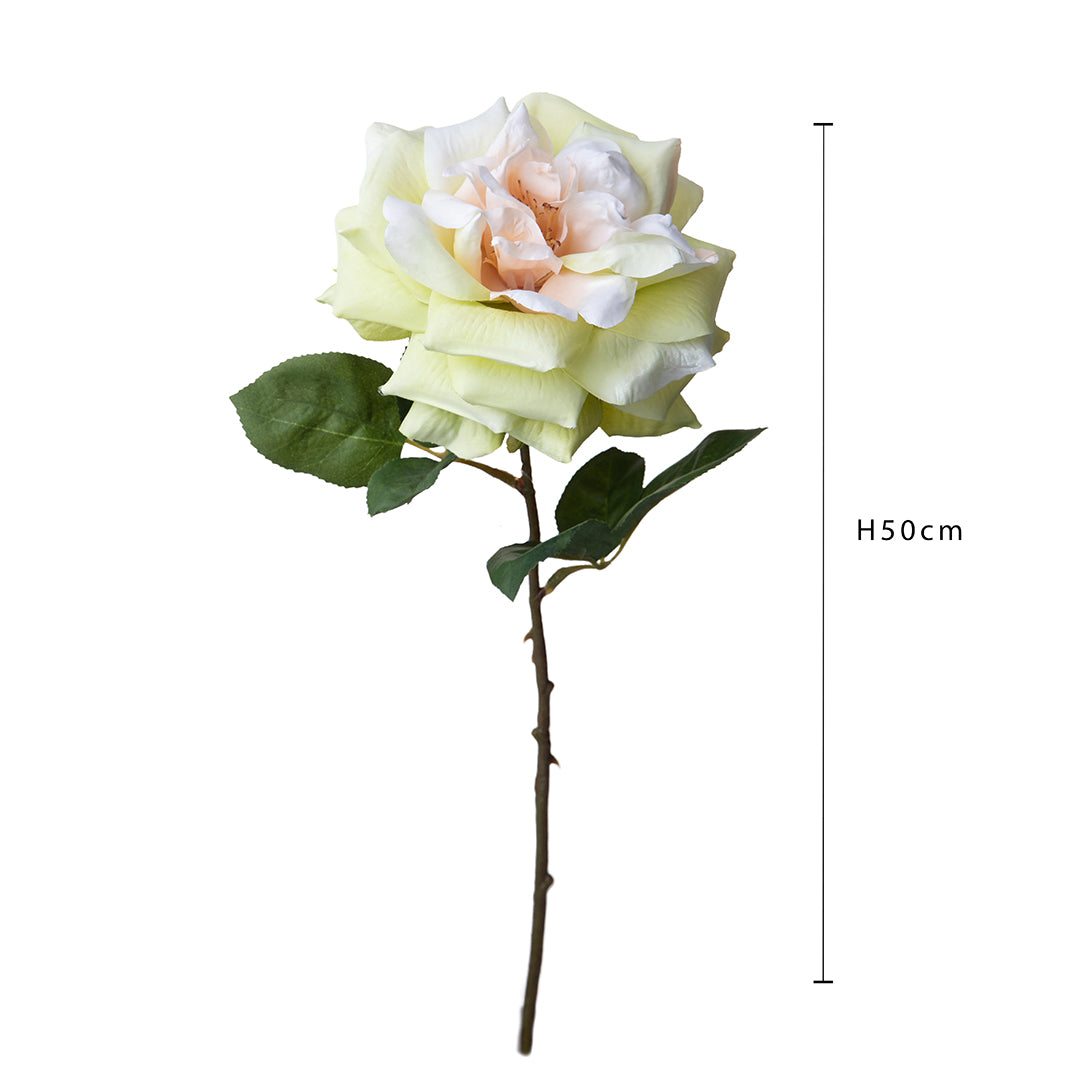 Rosa Aperta • 50 cm
