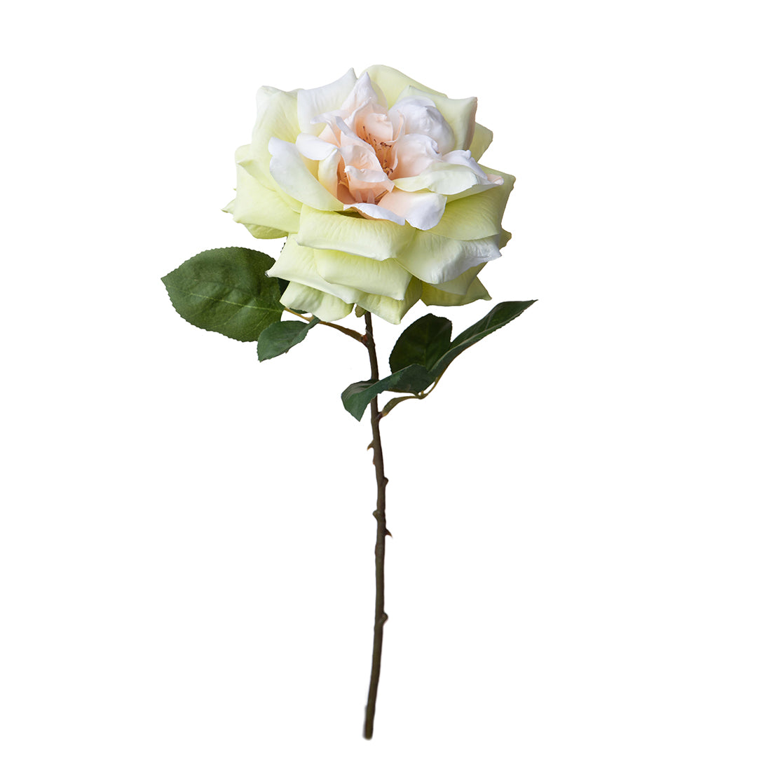 Rosa Aperta • 50 cm