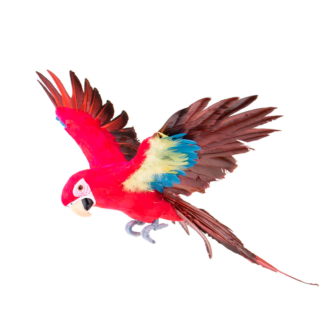Pappagallo ali aperte • 75 cm
