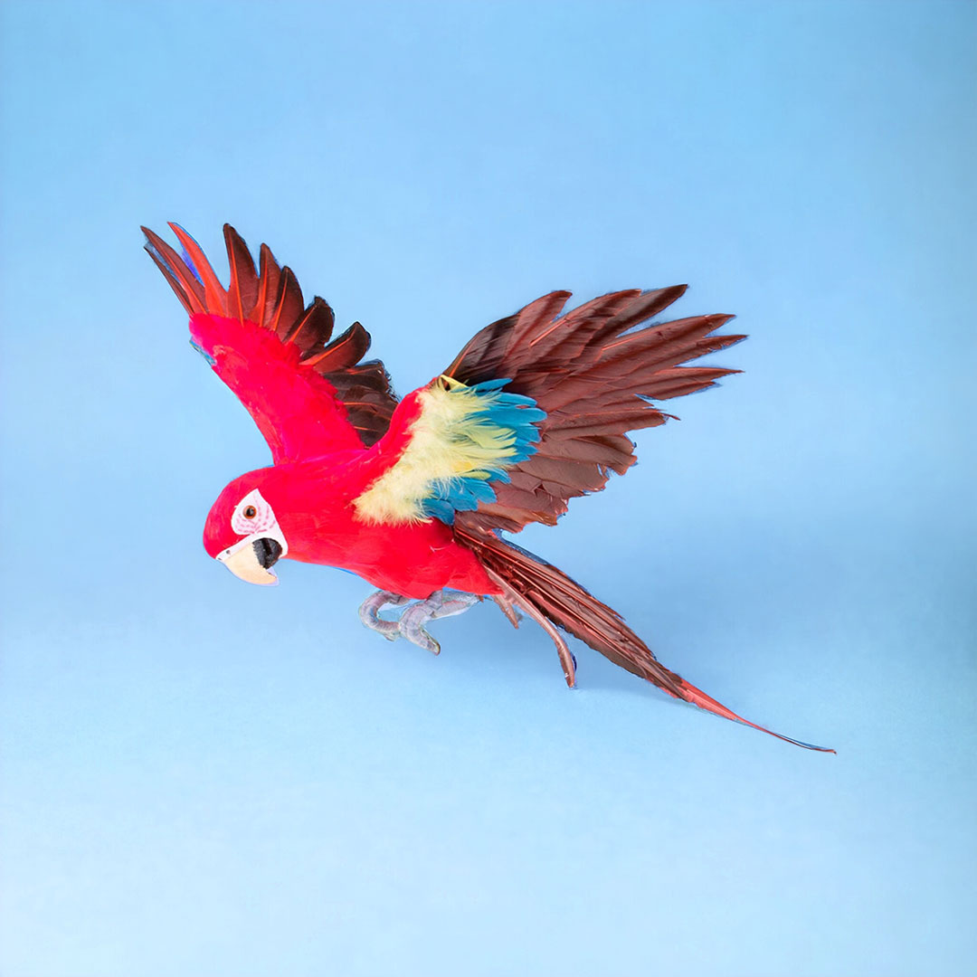 Pappagallo ali aperte • 75 cm