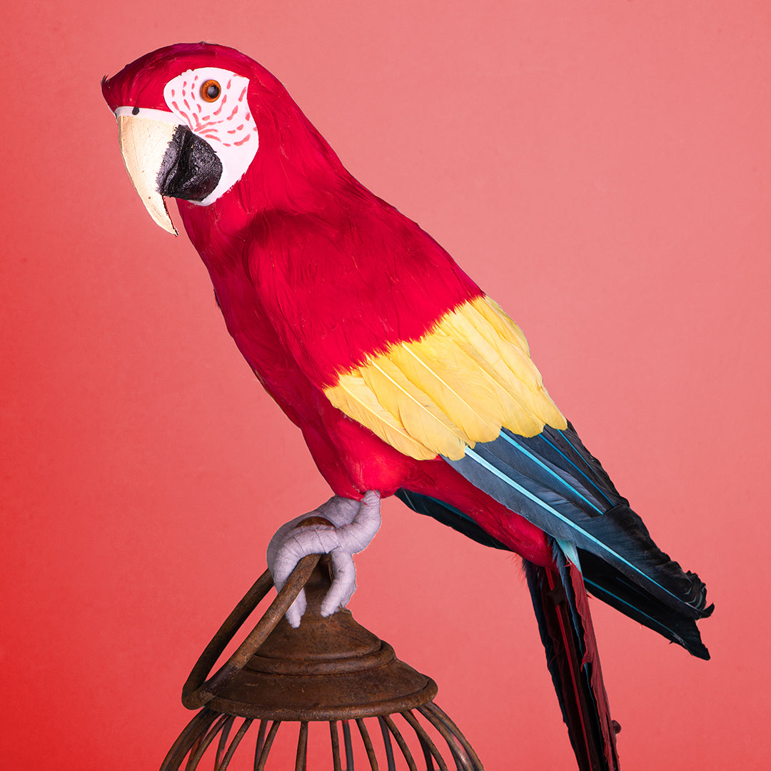 Pappagallo • 70 cm