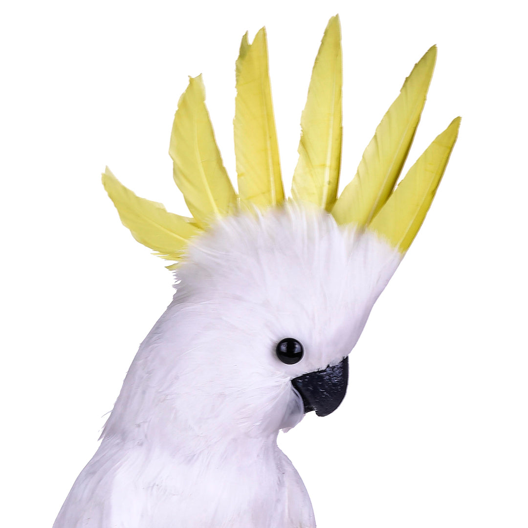 Pappagallo cacatua • 54 cm