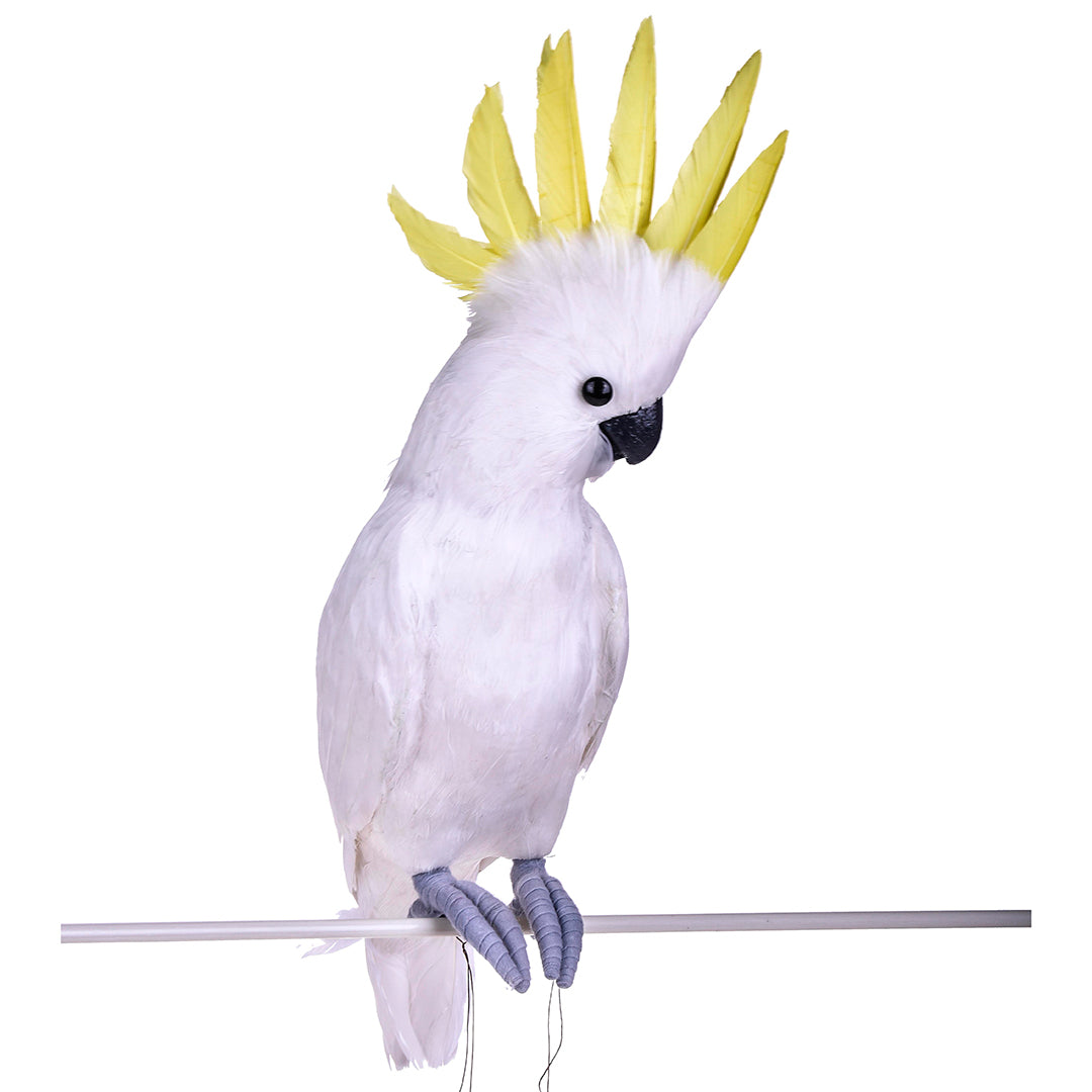 Pappagallo cacatua • 54 cm