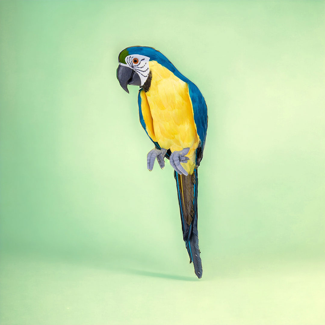 Pappagallo blu e giallo • 43 cm