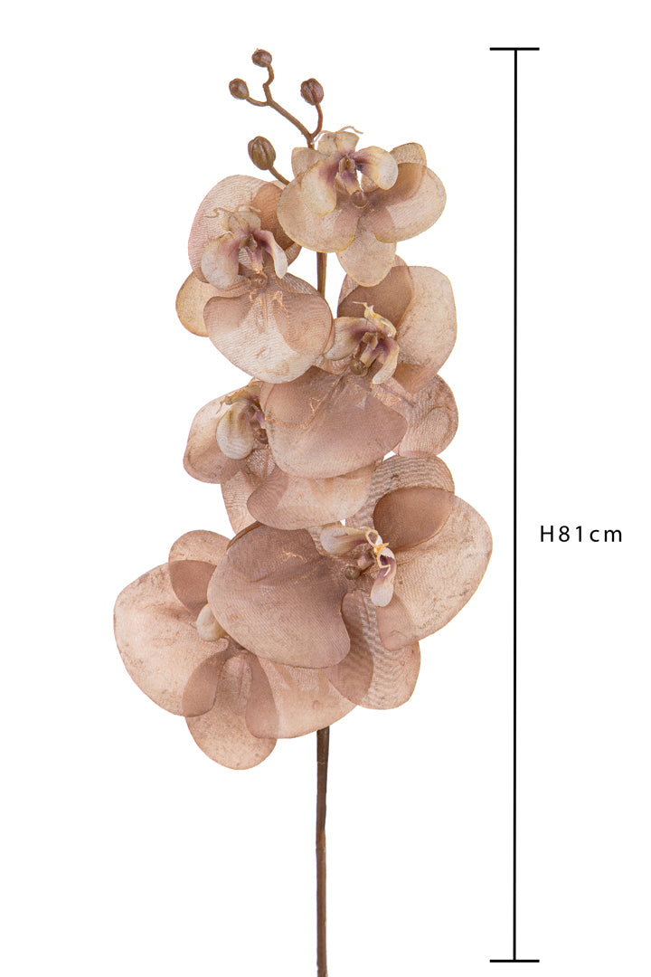 Pezzi 12 • Phalenopsis br/gold • H 81 cm