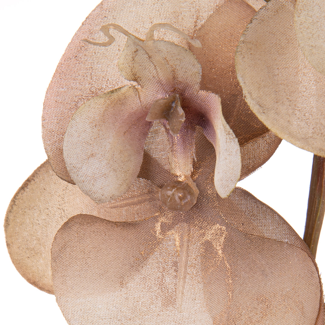 Pezzi 12 • Phalenopsis br/gold • H 81 cm